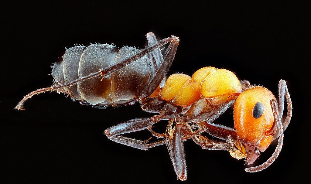 Ant Control service in Dublin, OH
