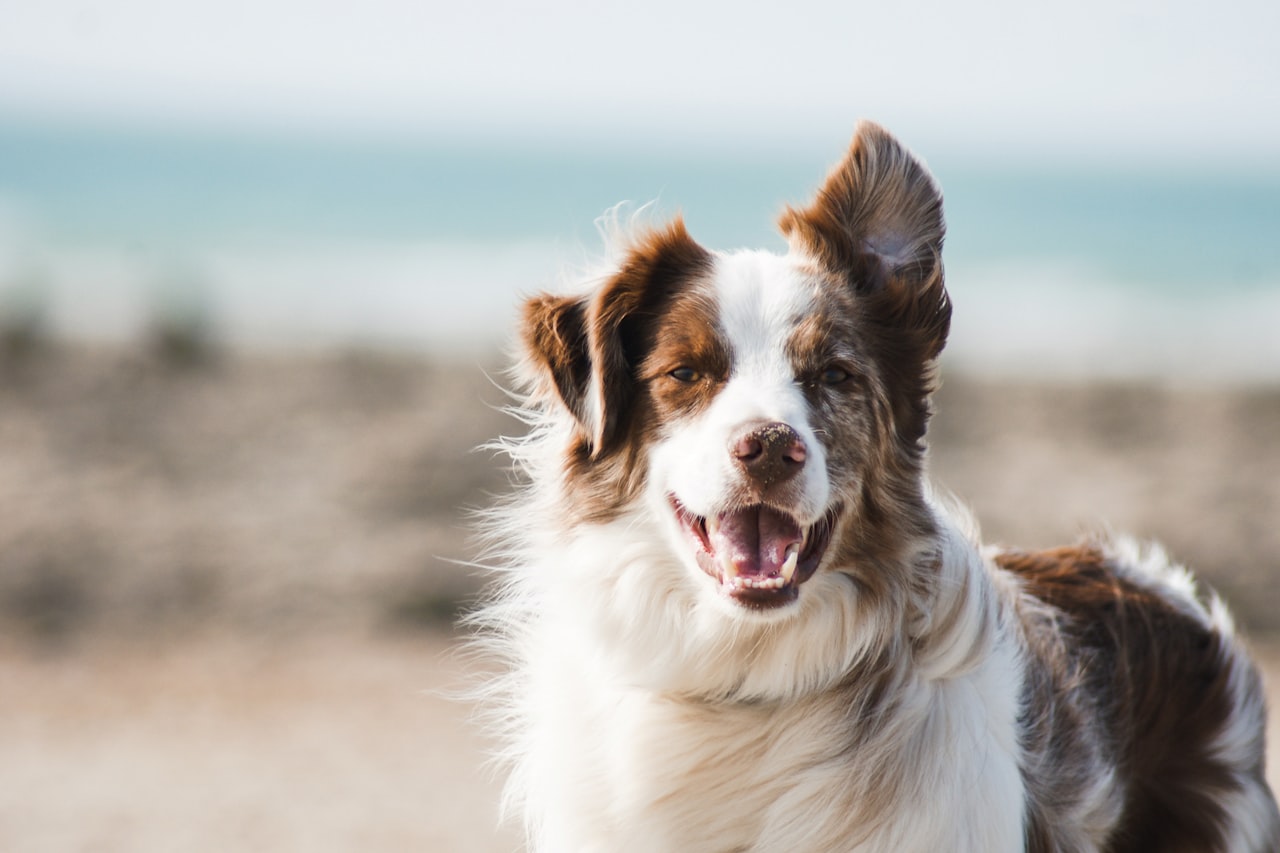 Flea & Tick Control service in Dublin, OH