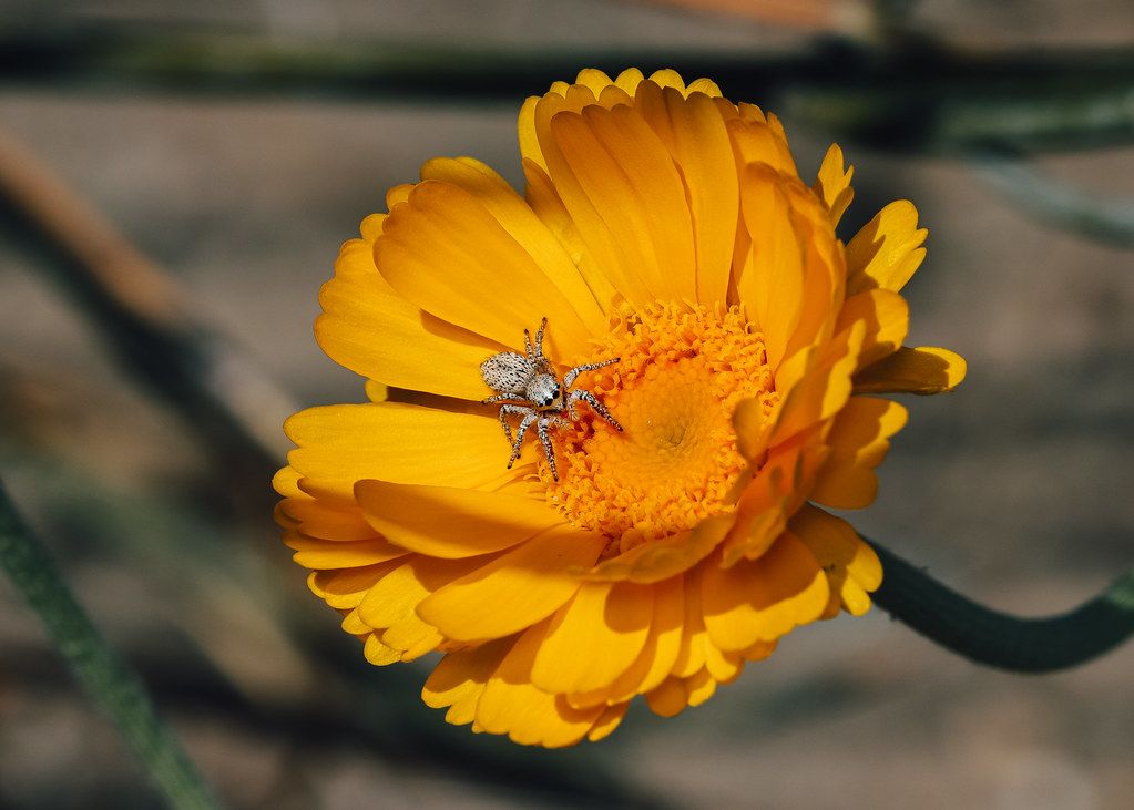 Spider Control service in Dublin, OH